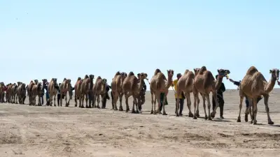 Караван верблюдов из Алматинской области внесут в Книгу рекордов Гиннесса