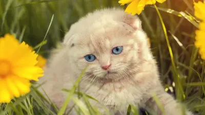 Приносите крышки: большого кота из переработанного пластика соберут в Астане