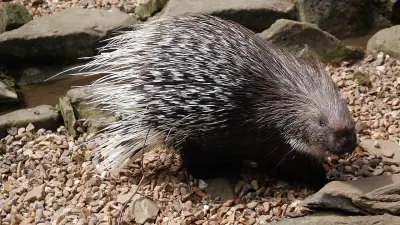 Краснокнижный дикобраз попал в фотоловушку в Иле-Алатау
