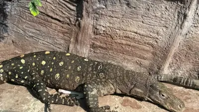 Алматинский зоопарк пополнился гигантскими ящерицами из Новой Гвинеи