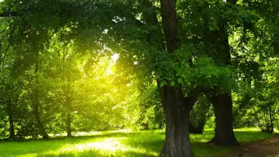 "Срывов не будет". Половину работ по благоустройству рощи Баума уже завершили