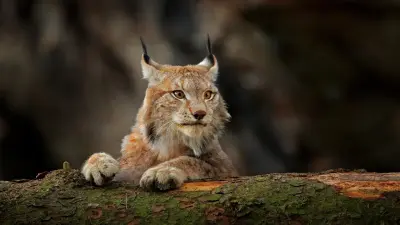 Туркестанская рысь с детёнышем попала в фотоловушки в Алтын-Эмеле