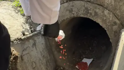 Осенний этап борьбы с крысами в Алматы начнётся 15 сентября