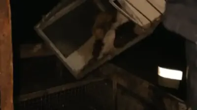 Хомяков и баранов спасли из горящего здания в Алматы