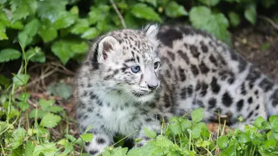 Снежный барс попал в фотоловушку в Катон-Карагайском нацпарке