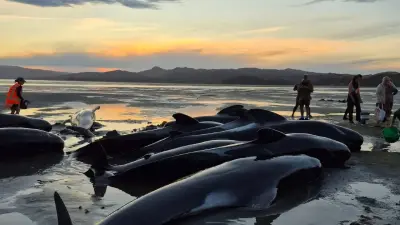 Шесть китов погибли после массового выброса на берег в Новой Зеландии