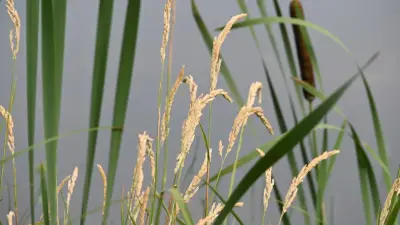 Горящий тростник потушили в Атырауской области 