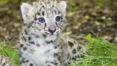 Детёныши снежного барса попали в фотоловушку в Алматинском заповеднике