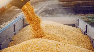 Казахстан увеличит объёмы экспорта зерна в Таджикистан