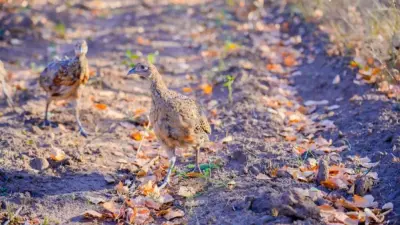 Более 300 жетысуских фазанов выпустили на территории зелёного пояса Астаны
