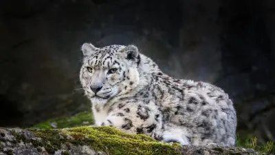 Краснокнижный снежный барс попал в фотоловушку в Иле-Алатауском нацпарке