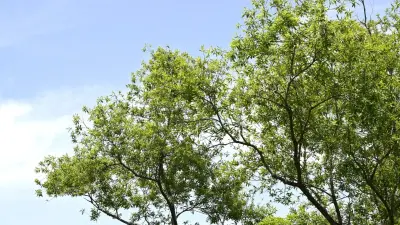 Рубку деревьев в одном из дворов Астаны объяснили в акимате