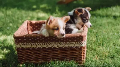 Благотворительный арт-пикник в поддержку бездомных животных пройдёт в Алматы