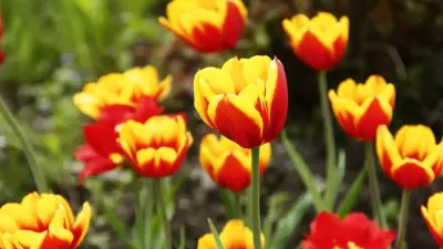 Грозил штраф в 11 млн: дело против девушки, сорвавшей краснокнижные тюльпаны в Туркестанской области, закрыли