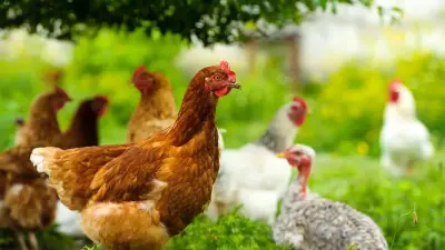 Сельчане просят ввести карантин из-за массовой гибели домашних птиц в СКО