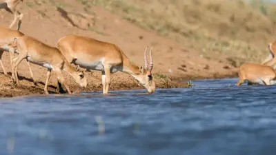 Отстрел сайгаков начался в Западно-Казахстанской области: сколько животных истребят