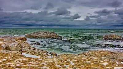 13 мёртвых птиц нашли на побережье Каспия в Мангистауской области