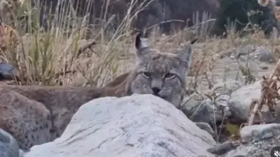 Редкую туркестанскую рысь сняли на видео в Иле-Алатау