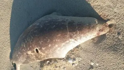 Около 100 мёртвых тюленей обнаружили на побережье Каспия в Мангистау