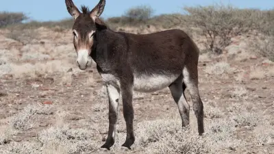 Ослы заполонили пастбища и сёла в Жамбылской области