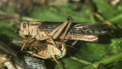Борьба с саранчой в Казахстане: что показало обследование на границе с Китаем, Россией и Кыргызстаном