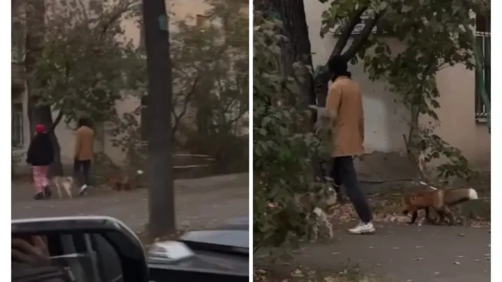 Выгуливал лису на поводке. Из-за видео, снятого на улицах Алматы, проведут проверку