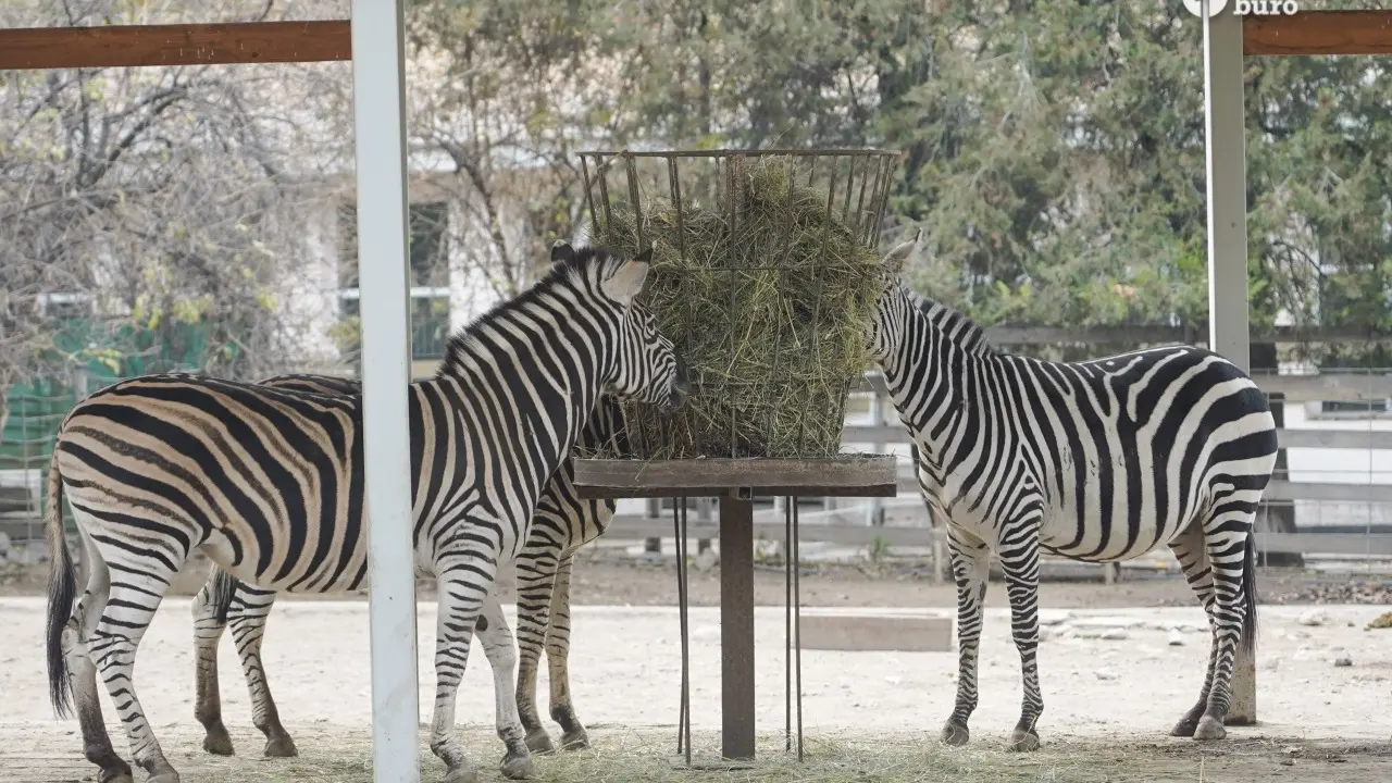 Зоопарк Алматы разделят на зоны по континентам: сколько продлится масштабная реконструкция