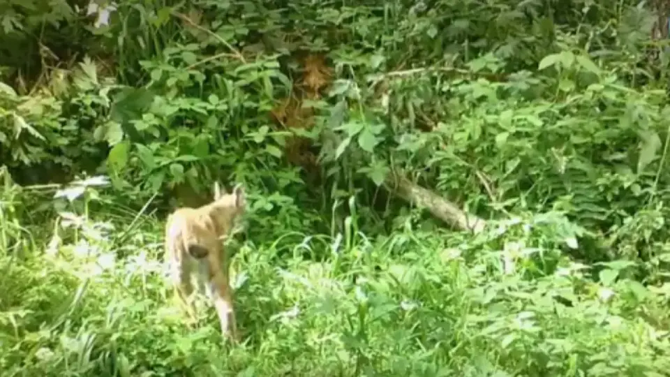 Скриншот из видео администрации парка