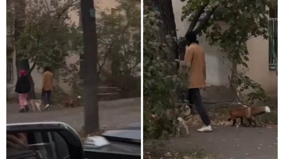 На улице Алматы выгуливают лисицу / Скриншот видео olya_kadralinova в Threads