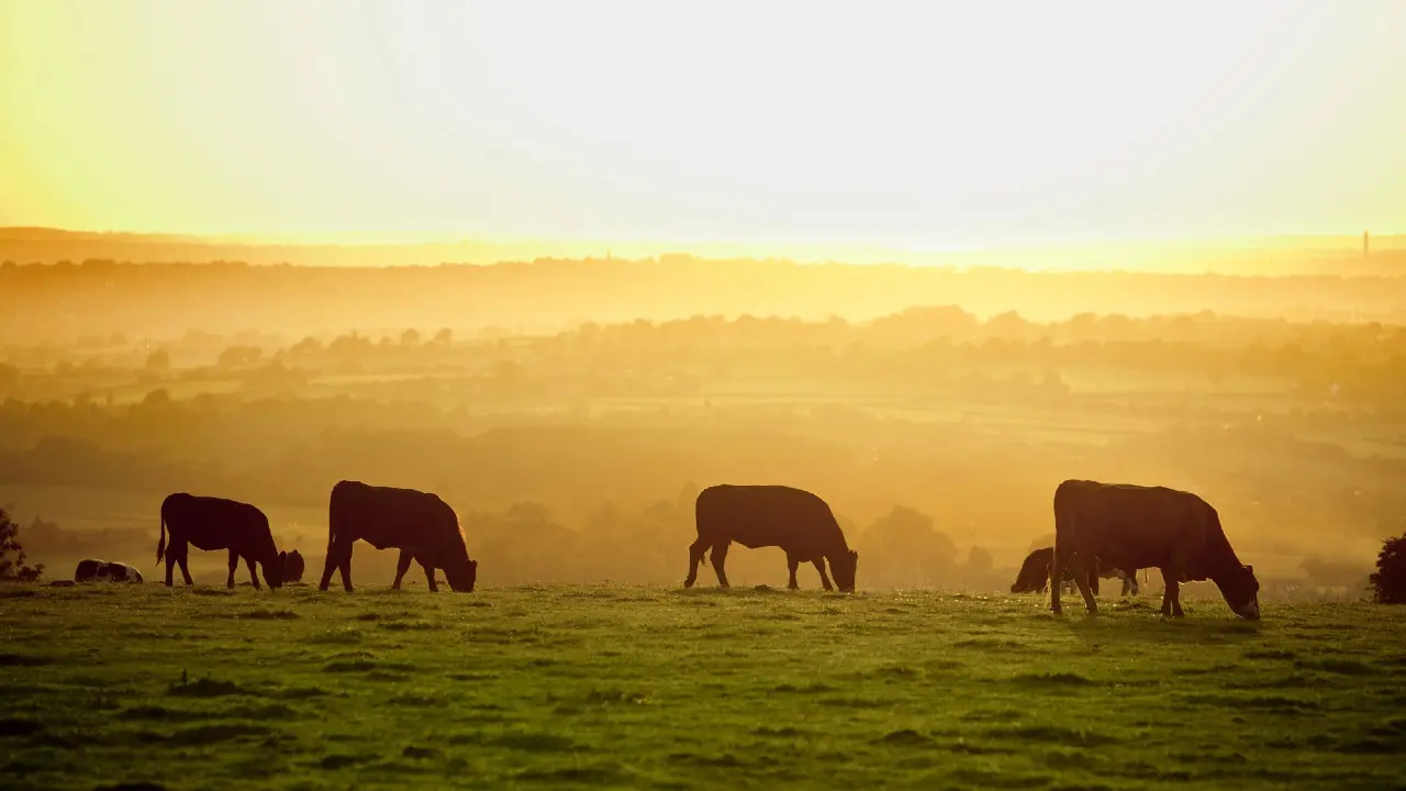 Бесплатная вакцинация сельскохозяйственных животных началась в Алматы