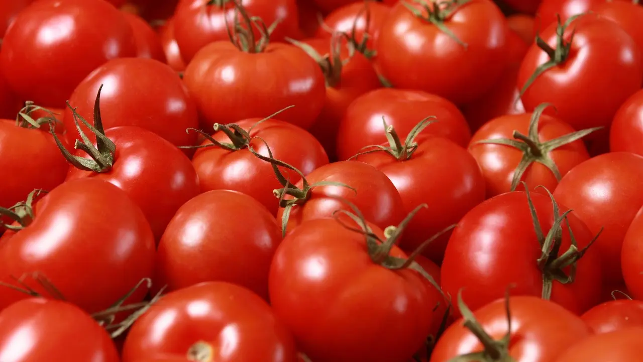 Карантинный вирус обнаружили в 130 пакетах семян томата, ввезённых из России в Казахстан