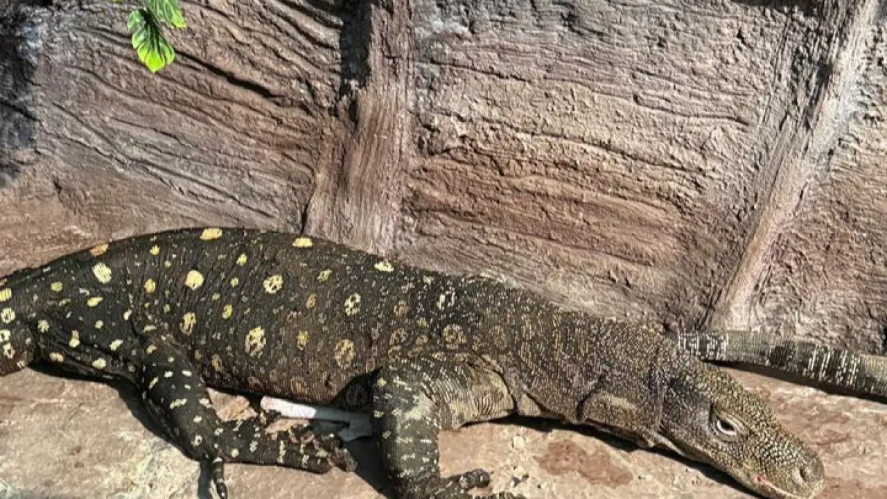 Фото пресс-службы Алматинского зоопарка