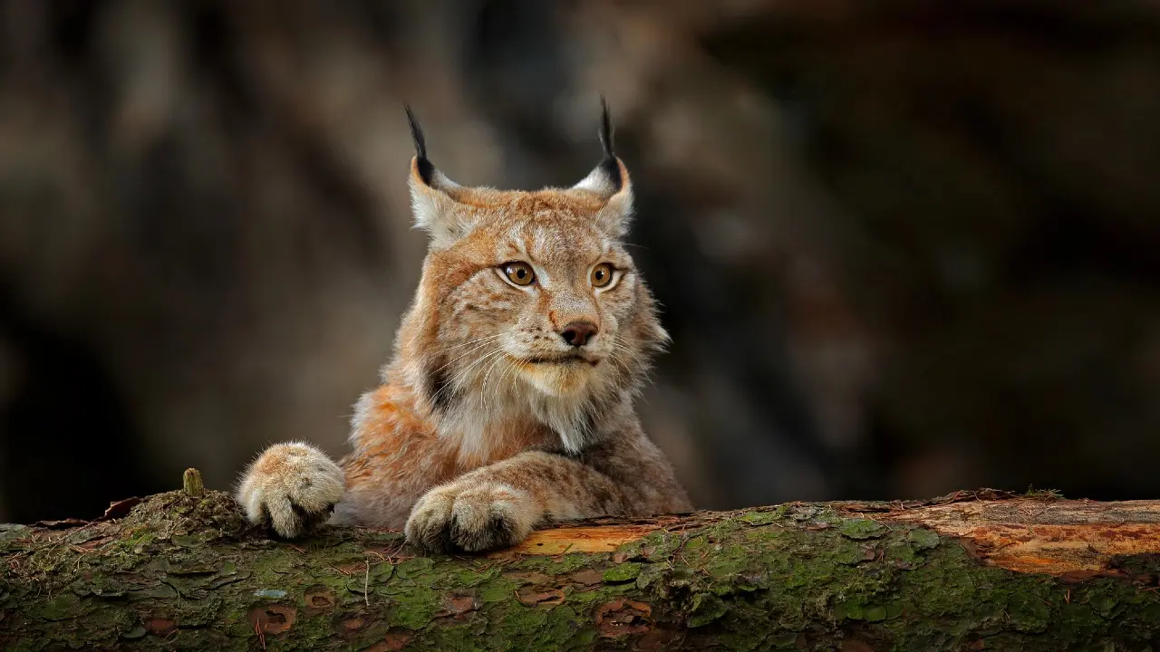 Фото Depositphotos.com