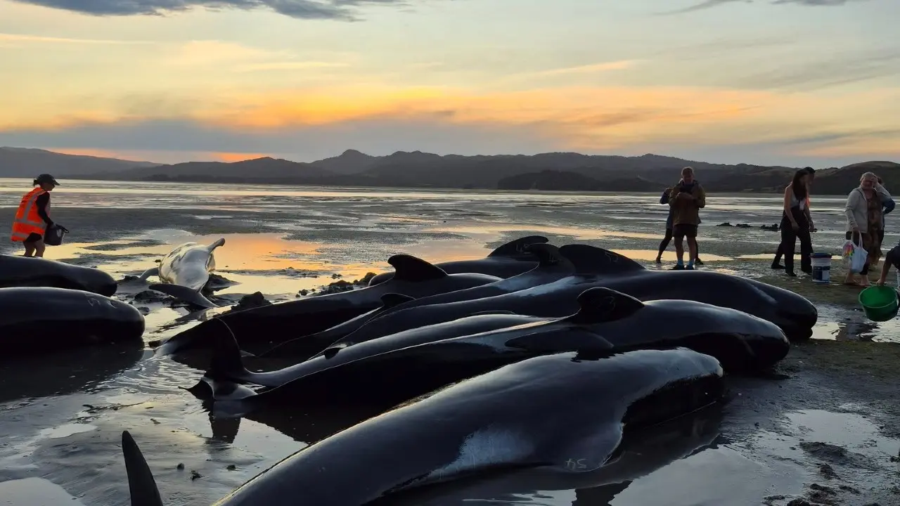 Фото волонтёрской организации Project Jonah в Facebook