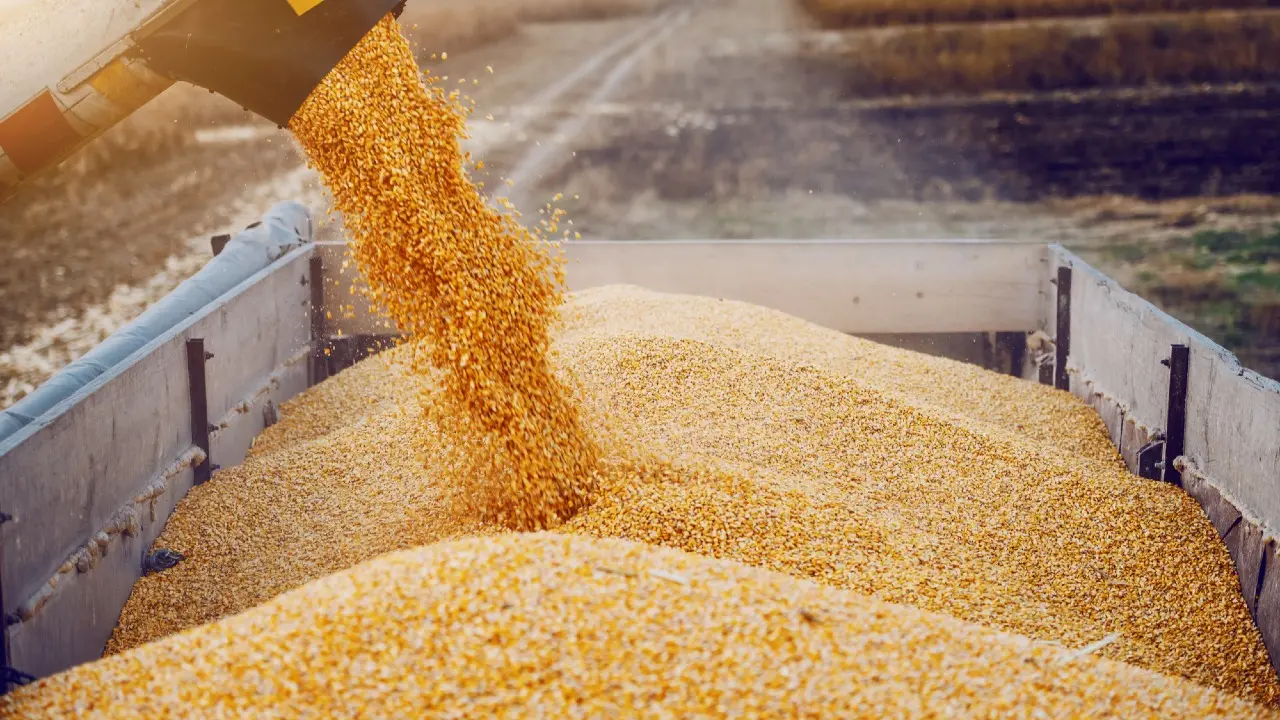 Ещё 7 млрд тенге на поддержку экспорта зерна выделило правительство Казахстана