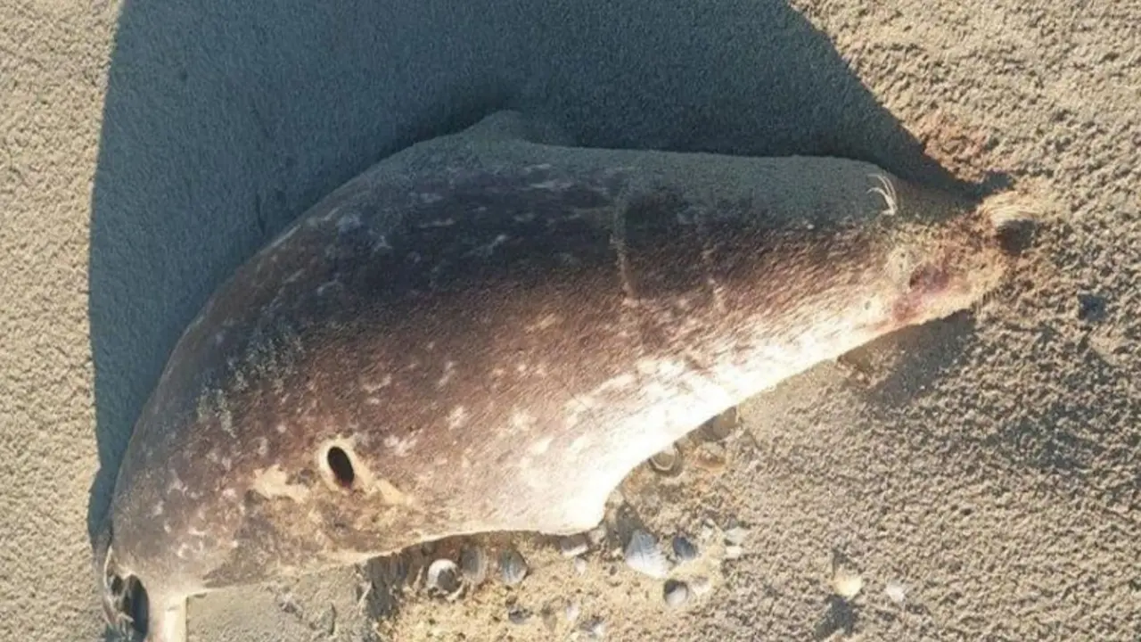 Около 100 мёртвых тюленей обнаружили на побережье Каспия в Мангистау