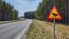 Лось, косуля и кабан. Водителей призвали быть бдительнее из-за выхода животных на трассы в СКО
