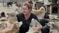 Земли частного приюта изымут в Алматинской области: что будет с 500 животными