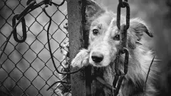 Мужчина, зарезавший дворовую собаку в Петропавловске, избежал наказания по амнистии