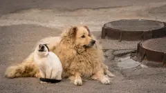 Казахстанцев обяжут искать новый дом для питомцев в случае невозможности их содержания