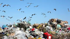 Свалки возле некоторых аэропортов Казахстана создают угрозу безопасности полётов