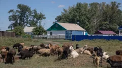 Программы "Ауыл ел бесігі" и "Развитие окраин городов" планируют закрыть в Казахстане