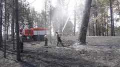 Лесной пожар в резервате "Семей орманы": МЧС показало фото тушения