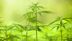 Кому могут разрешить культивировать коноплю в Казахстане, рассказали в МВД
