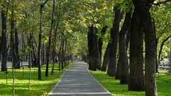 Новое предприятие по вопросам озеленения и благоустройства создадут в Алматы