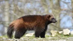 Фотоловушки впервые запечатлели росомаху в Баянауле
