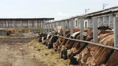Акимат нарушил условия: фермеров заставляли вернуть выданное по госпрограмме имущество в Павлодарской области