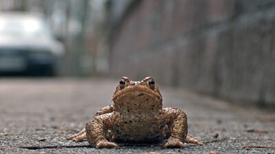 В Великобритании на полтора месяца перекрыли дорогу ради лягушек и жаб