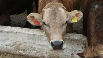 Льготные кредиты под 6% запустили для фермеров в Казахстане