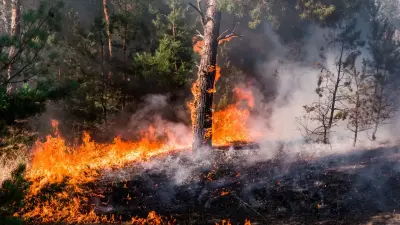 Хвойные леса под угрозой? Какие регионы Казахстана находятся в зоне пожарного риска